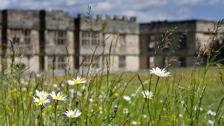 Wildflowers in the foreground with the hall at Gibside in the background, Northumberland